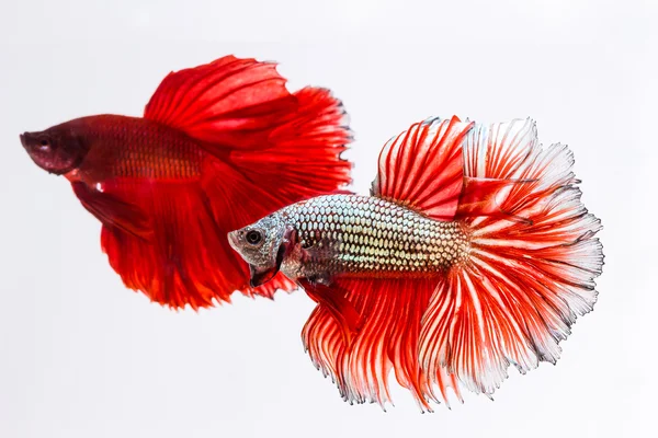 Siyam mücadele balık daha iyi balık