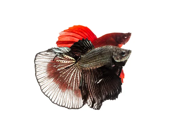 O peixe de combate siamês, Betta Fish — Fotografia de Stock