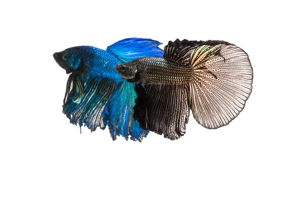 Die siamesischen Kampffische, betta fish — Stockfoto