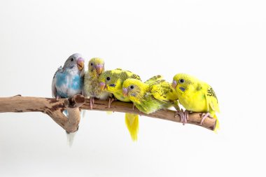 Piliç muhabbet kuşu, Budgarigar kuş piliç