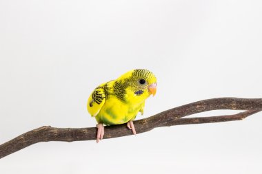 Piliç muhabbet kuşu, Budgarigar kuş piliç