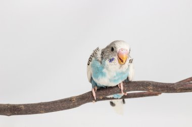 Piliç muhabbet kuşu, Budgarigar kuş piliç