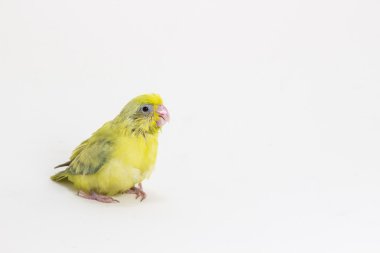 Pastel Yeşil Forpus kuş piliç