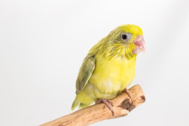 Pastel Yeşil Forpus kuş piliç