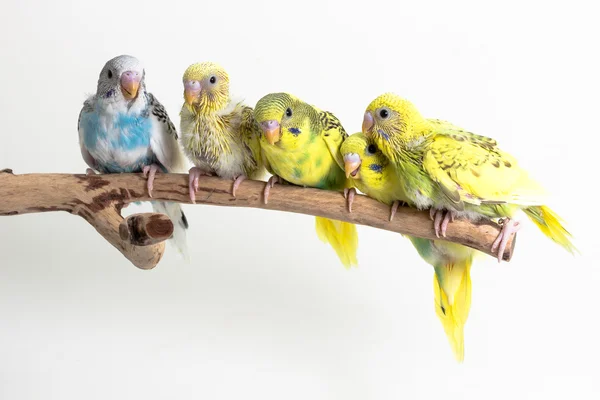 Periquito de pollito, polluelo de pájaro Budgarigar —  Fotos de Stock