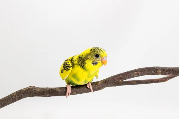 Chick Budgie, ptak Budgarigar Chick — Zdjęcie stockowe
