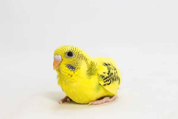 Chick Budgie, Budgarigar oiseau poussin — Photo