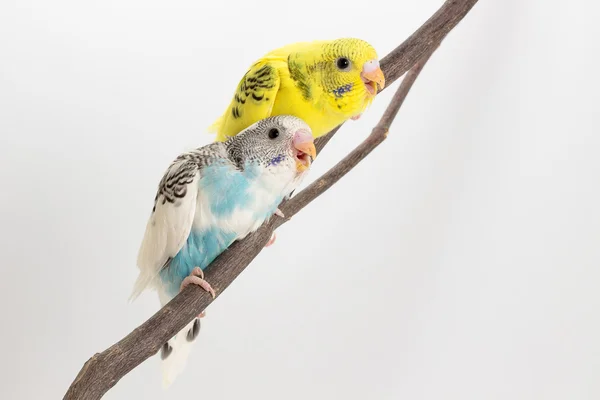 Chick Budgie, Budgarigar oiseau poussin — Photo