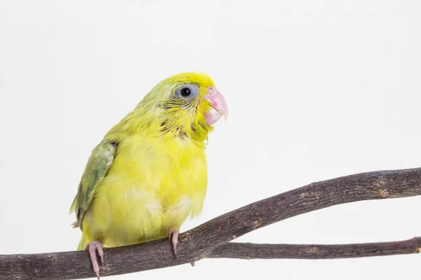 Pastel groene Forpus vogel Chick — Stockfoto