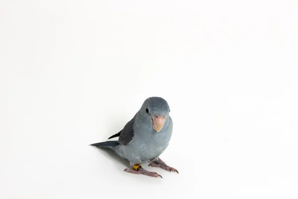 Mauve Forpus, Parakeet, Bird — Stock Photo, Image