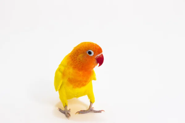 Amarelo duplo Lovebird — Fotografia de Stock