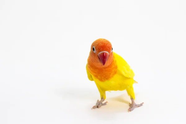 Подвійний жовтий невеликий папуга — стокове фото