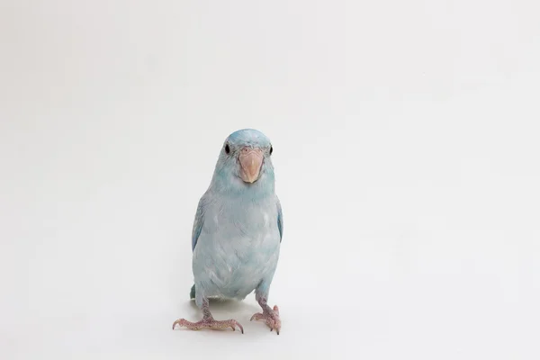 Pastelowy niebieski ptak Forpus — Zdjęcie stockowe