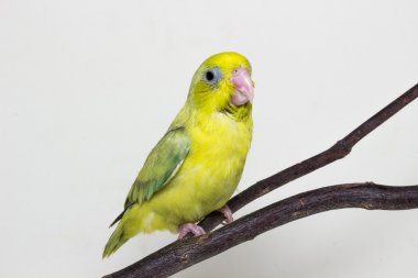 Pastel Yeşil Forpus kuş piliç