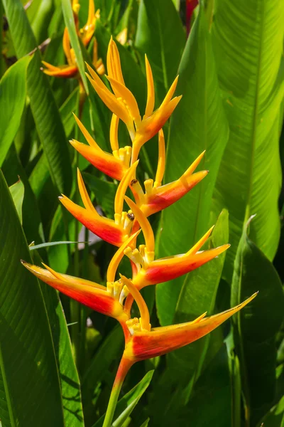 Heliconia, омарів кігті — стокове фото