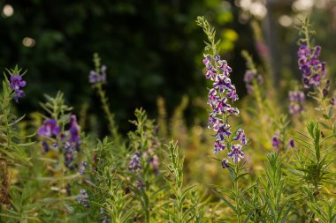 Akşam güneş ışığında beyaz, mor çiçek