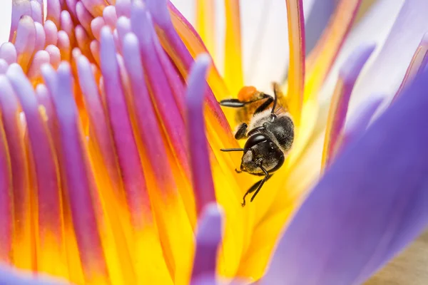 蜜蜂吃吃糖浆在荷花里 — 图库照片