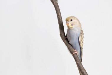 Küçük şirin Budgerigar