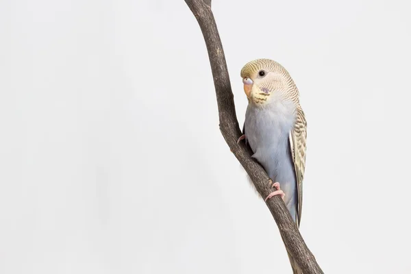 Małe słodkie Papugi faliste — Zdjęcie stockowe