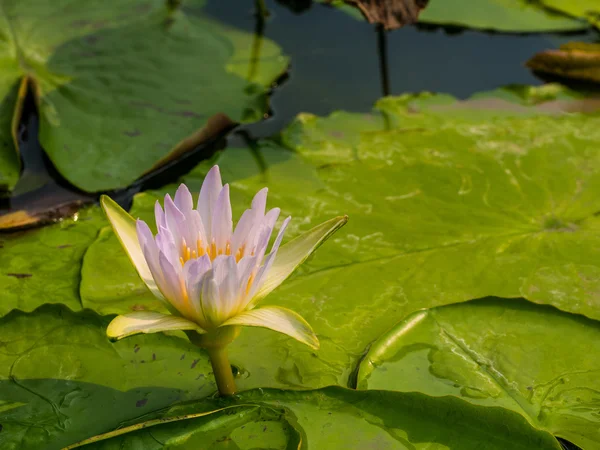 Rosa lotus blomma i poolen — Stockfoto