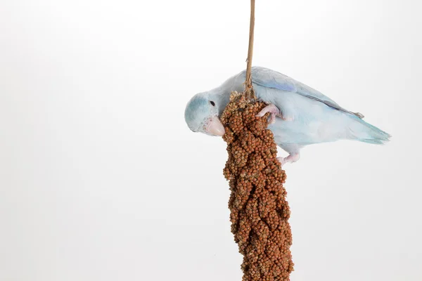 Forpus yeme darı sprey 