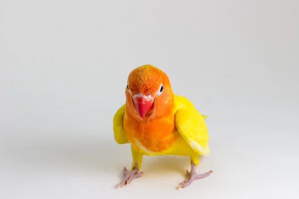 Amarelo duplo Lovebird — Fotografia de Stock