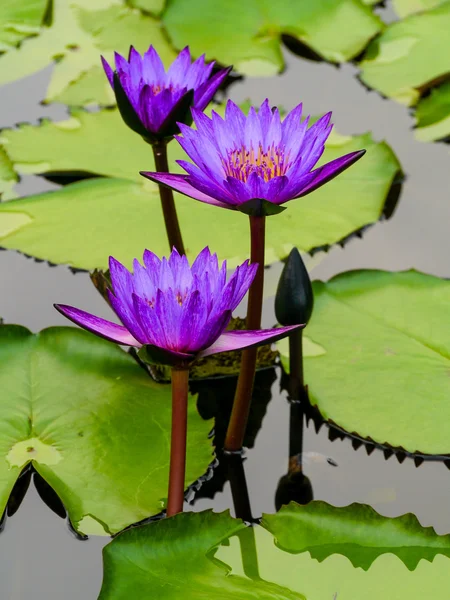 Group of purple lotus flower in the pool — Stock Photo, Image