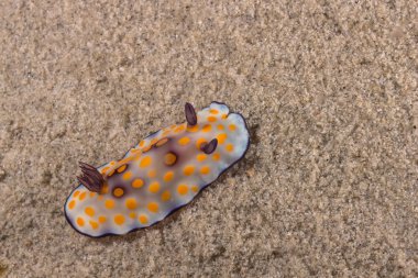 Goniobranchus hintuanensis Nudibranch, deniz yaratığı