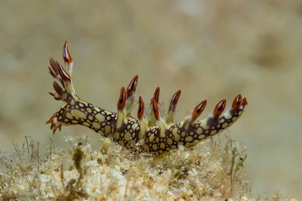 Bornella anguilla, Nudibranca, Sea Slug — Foto Stock