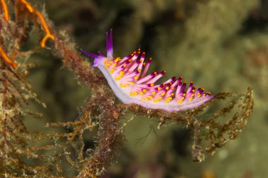 Cuthona sibogae Nudibranch, deniz yaratığı