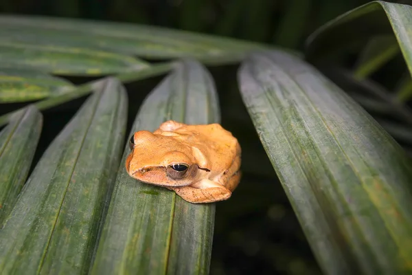 일반적인 트리 Frop (Polypedates leucomystax) — 스톡 사진