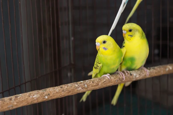 Gele Budgie, grasparkiet vogel — Stockfoto