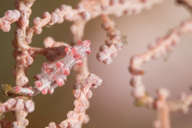 Pigme denizatı'nın davranışının gizlenmiştir sualtı resim ve mercan vücuda kamuflaj ve onların renk ve görünüm maçlar