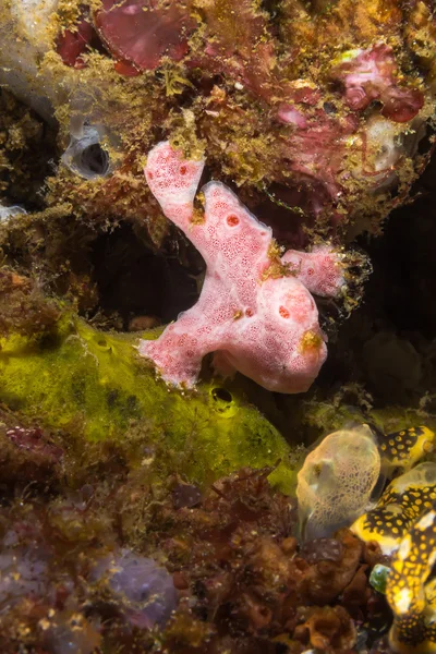 Tiny Pink Frogfish — Stock Photo, Image