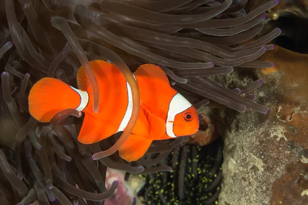 Bordowy Clownfish w Anemon — Zdjęcie stockowe