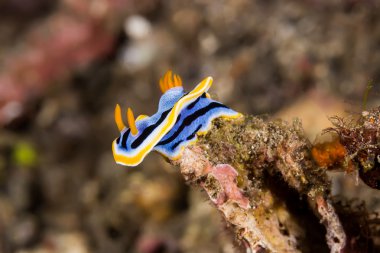 Chromodoris annae Nudibranch deniz yaratığı sualtı resmi
