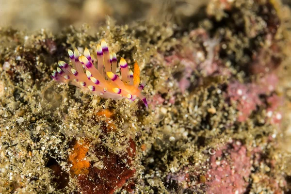 Cuthona sibogae Nudibranch, Sea Slug — Stock Photo, Image