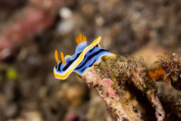 Imagem Subaquática Chromodoris Annae Nudibranch Sea Slug — Fotografia de Stock