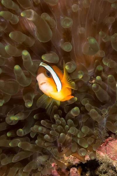 Υποβρύχια Εικόνα Των Ψαριών Anemone Του Clark Στην Anemone — Φωτογραφία Αρχείου