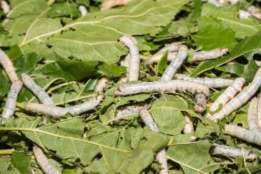 Silkworms dut yaprakları yemek
