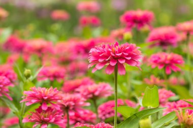 Pembe Gerbera, Barberton papatya