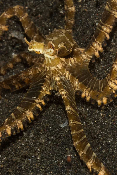 Wunderpus photogenicus Octopus — Foto Stock