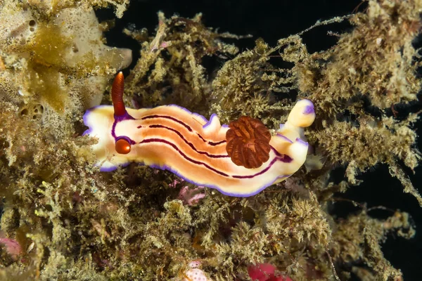 Chromodoris sp nudibranchi, lumaca di mare — Foto Stock