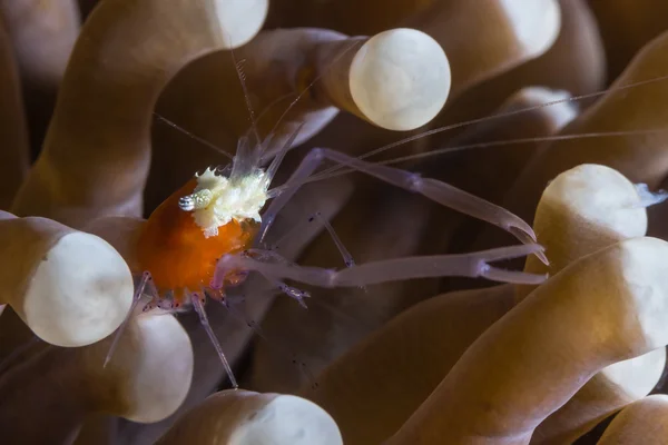 Gomba Coral garnélarák (Periclimenes-kororensis) — Stock Fotó