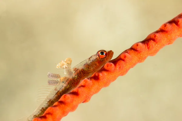 Parasiten in Peitschengrundel auf Gorgonien — Stockfoto