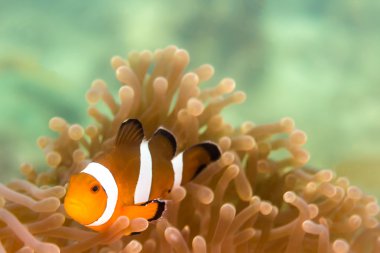 Clow Anemone balıklar