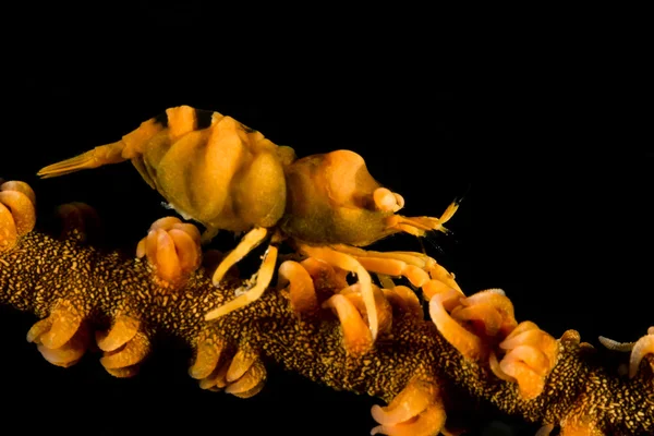 Whip Coral Shrimp on the coral — Stock Photo, Image