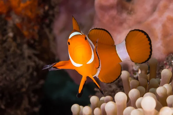 Clow Anemone balıklar