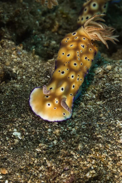 Chromodoris leopardus, Nudibranchia, Sea Slug — Foto Stock
