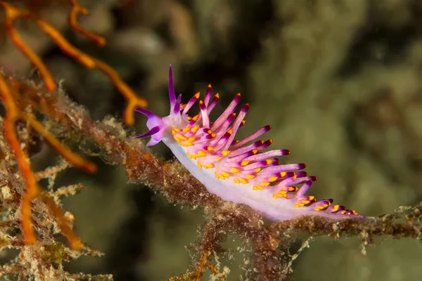 Cuthona sibogae nudibranchi, lumaca di mare — Foto Stock